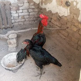 horaz