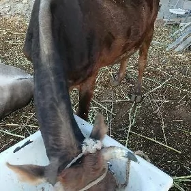 sygyr