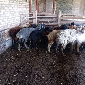 semiz goçkarlar