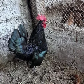Karlik