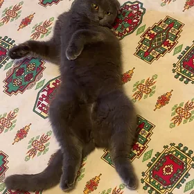 Кошка