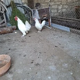 karlik towuk