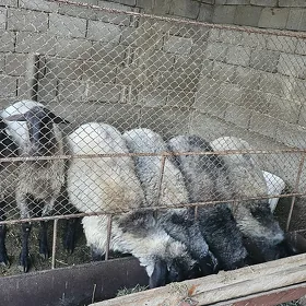 iṣ̌şek elin bakylan gurat