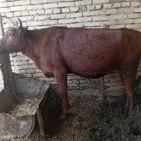 İnek