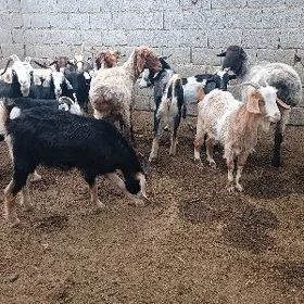 Dog Erkeçler