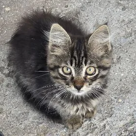 çaga pişik