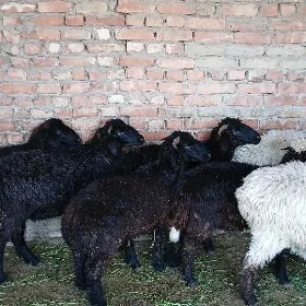 Işşek