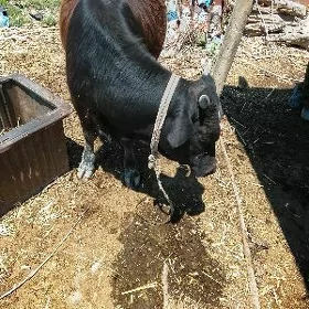 öküz bakynmak ucin