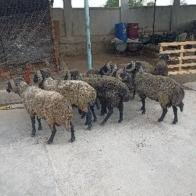işşek goyun Erkeç garakoli gec
