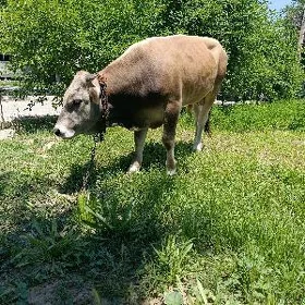 ökuz