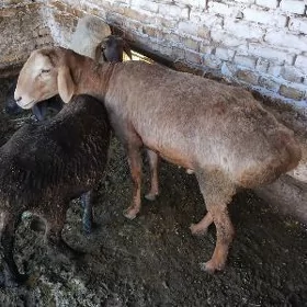 кочкар
