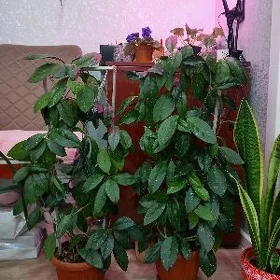 Хойи Кливия Декабристы