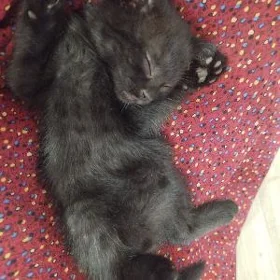 Котенок вислоушка
