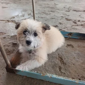 BELLA GYZJAGAŞ