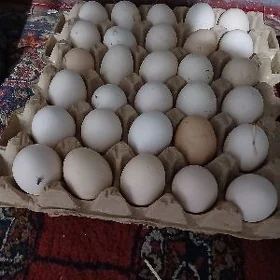 yumurtga