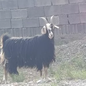 Geci