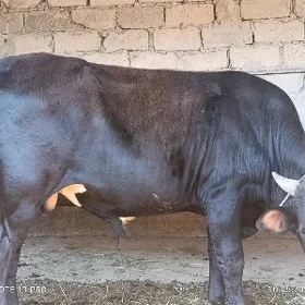 Öküzler