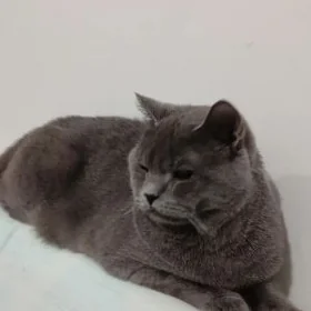 шотландский кот