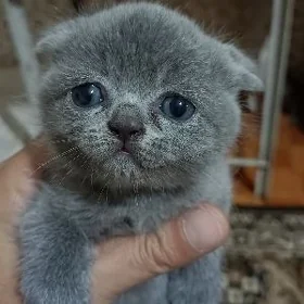 Котята вислоухие чистые