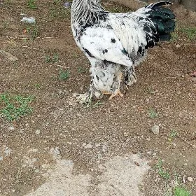 brama horaz