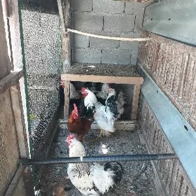 Balgar towuklar