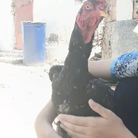 Taşgent horoz