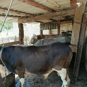 öküz