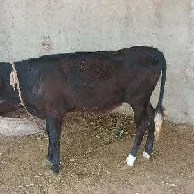 gulajynlar