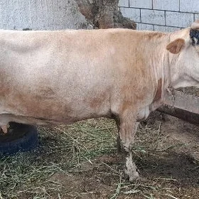 Bakylan Sygyr
