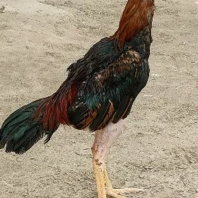 horoz