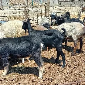 goyun geçi