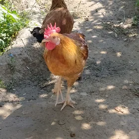 Towuk Horaz juyje