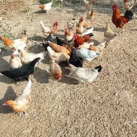 towuklar tejeň