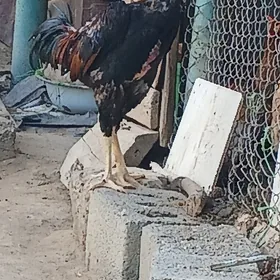 Taşkent horaz