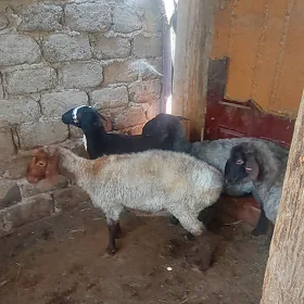 ene goyunlar