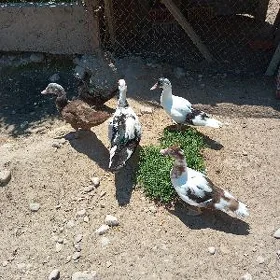 İnduk utga