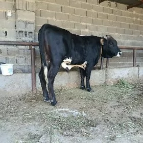 şwes okuz baklan