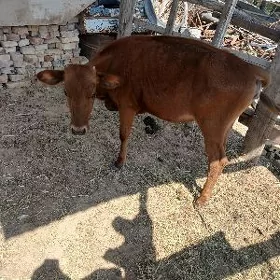guljyn