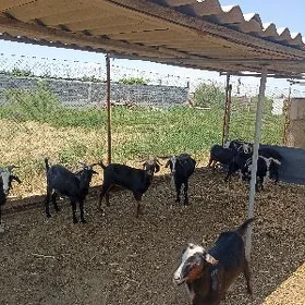 geci bakylan