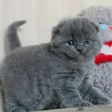 шотландские котята голубой окр