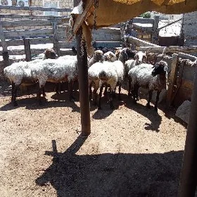 Daýaw goýunlar
