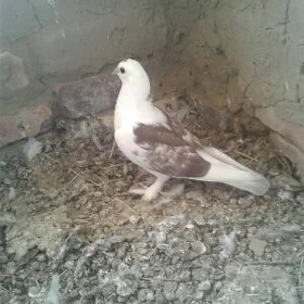 Kepderi