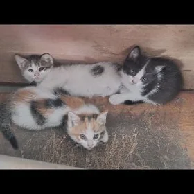 pişik çaga