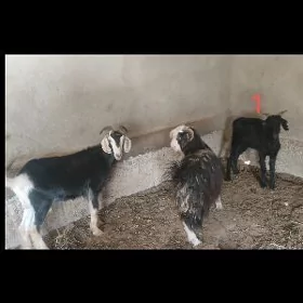 geçi goyun mallar