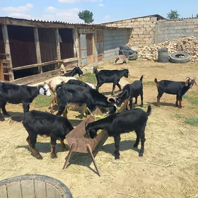 Dog erkeçler