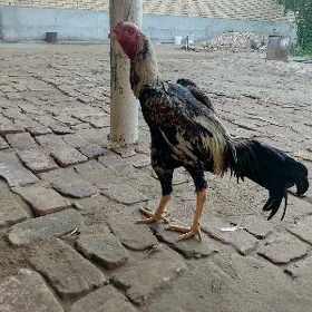 baysowy horaz