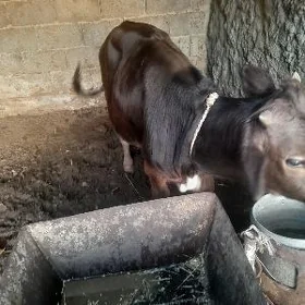 Göle