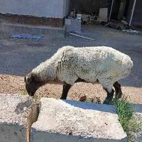 Satlyk goç