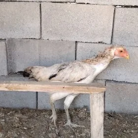 towukper,māki
