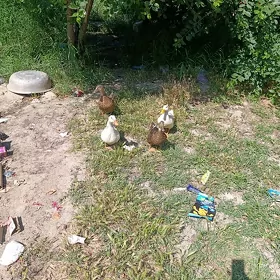 wak wak ordek